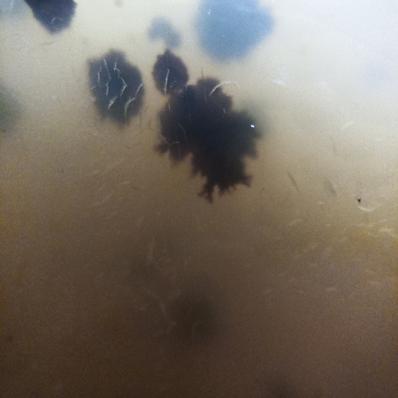 Dendretic Agate Heart - Picture 8 of 10